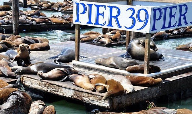 Best vacation places in San Francisco : Fisherman's Wharf