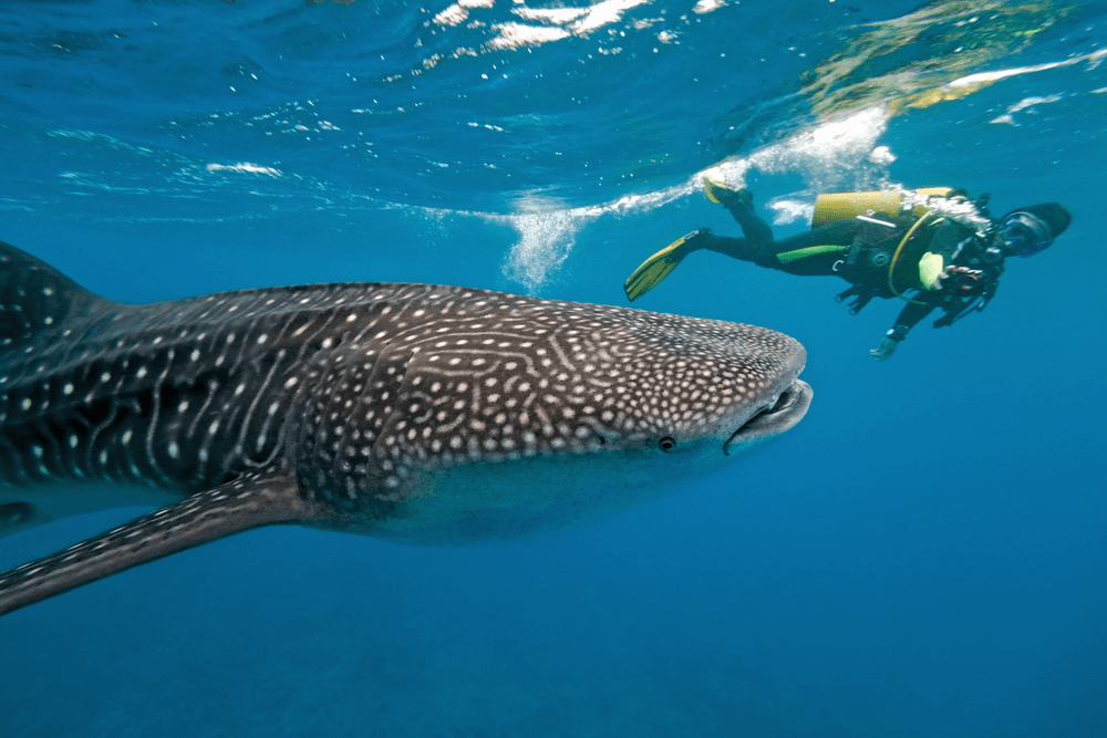Mirihi island for Whale shark encounter in Maldives