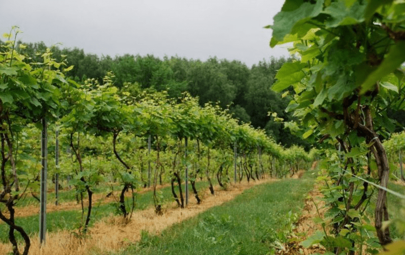 8. The Niagara Wine Trail :