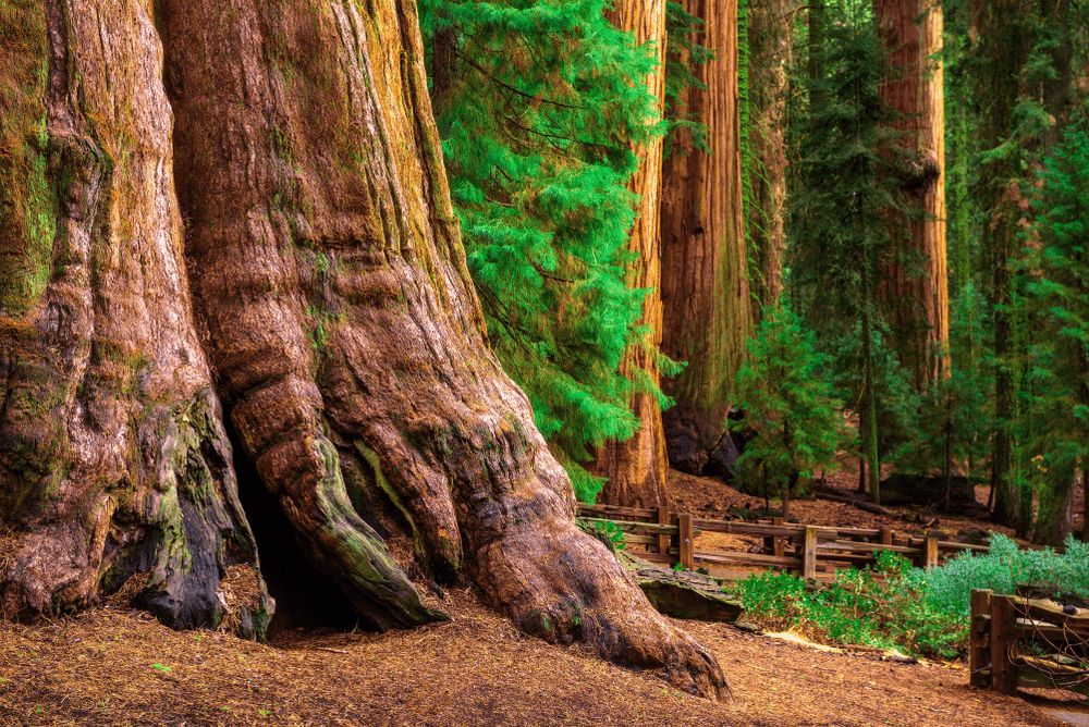 14. Sequoia National Park :