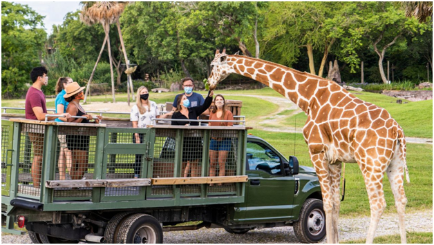things to do in  Busch Gardens Tampa,  Florida