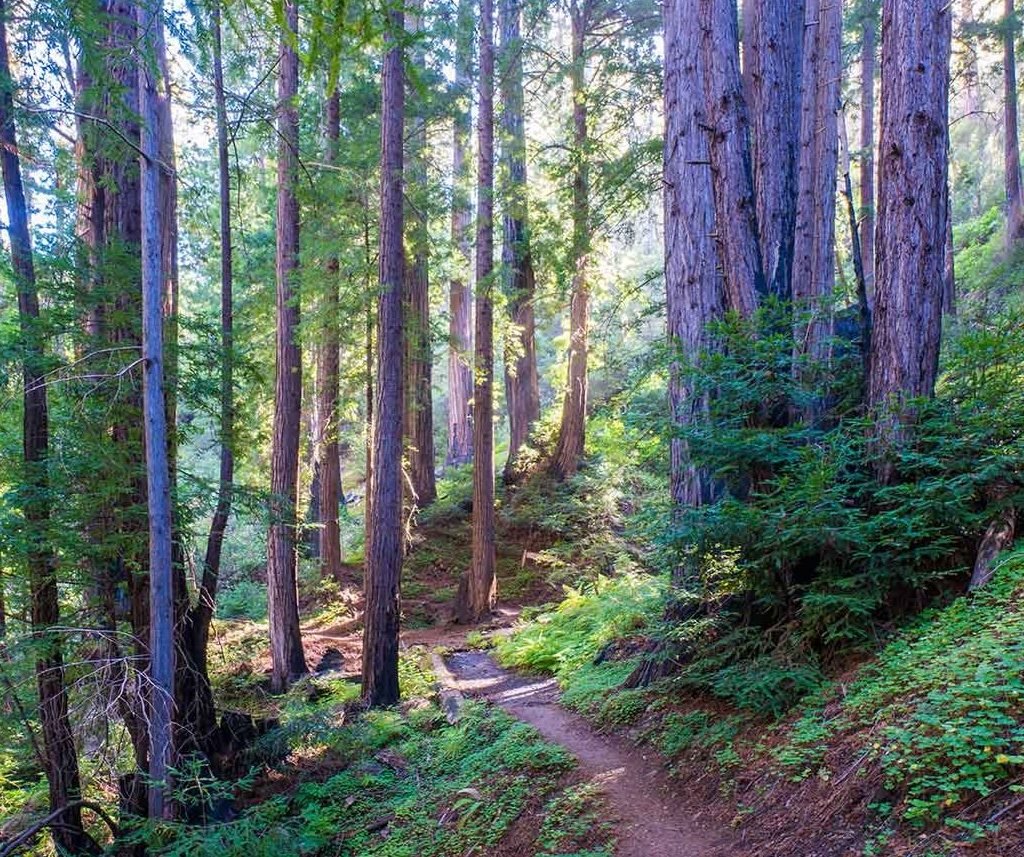 Best secret spots in Big Sur, California : 
 Tanbark Trail